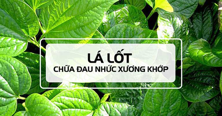 Bài thuốc uống kết hợp lá lốt với các loại thảo dược 