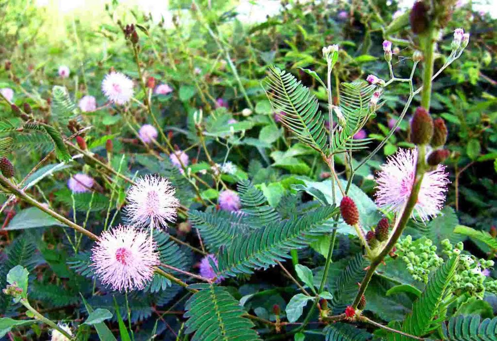 Mô tả sơ bộ về cây xấu hổ