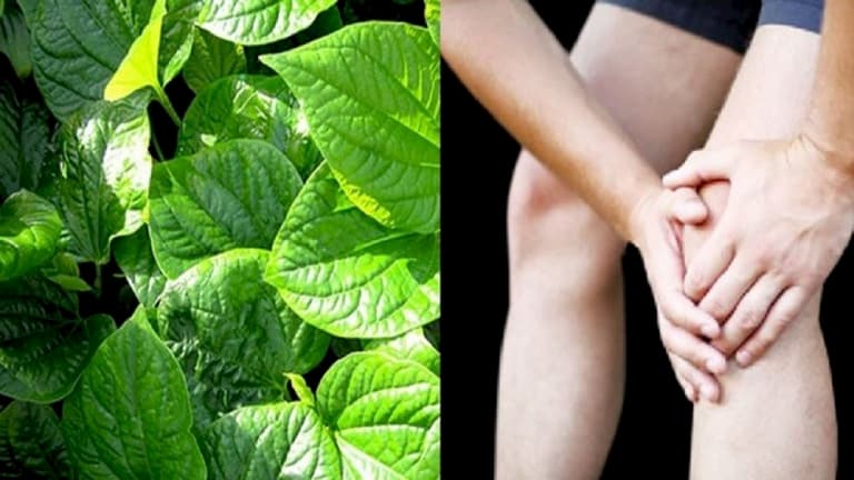 Bài thuốc dân gian chườm lá lốt giúp giảm đau nhức xương khớp