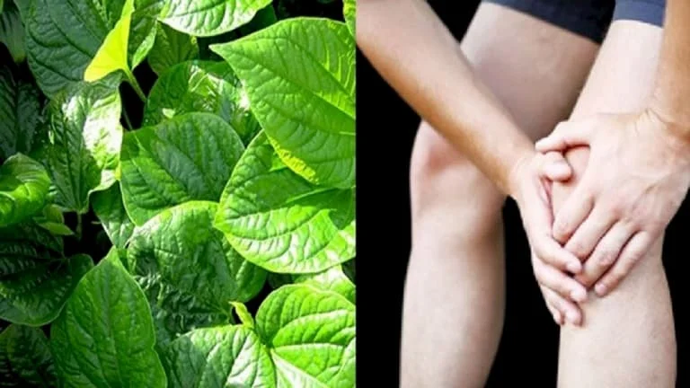 Bài thuốc dân gian chườm lá lốt giúp giảm đau nhức xương khớp